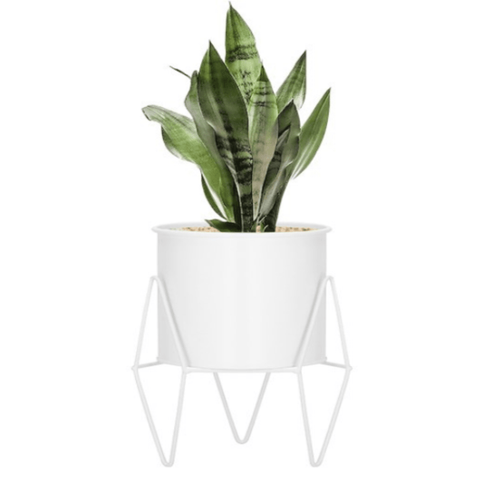 Baltas vazonas augalams, tinka žemyn augantiems augalams