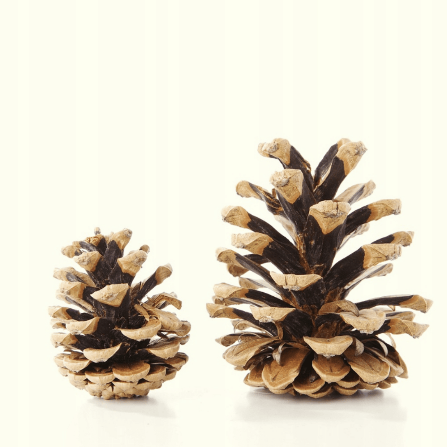 Maži natūralūs kankorėžiai namų ir sezoninėms dekoracijoms