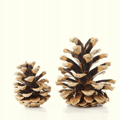 Maži natūralūs kankorėžiai namų ir sezoninėms dekoracijoms