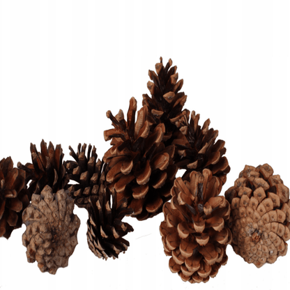 Džiovintų pušies kankorėžių rinkinys kalėdiniams vainikams ir kompozicijoms