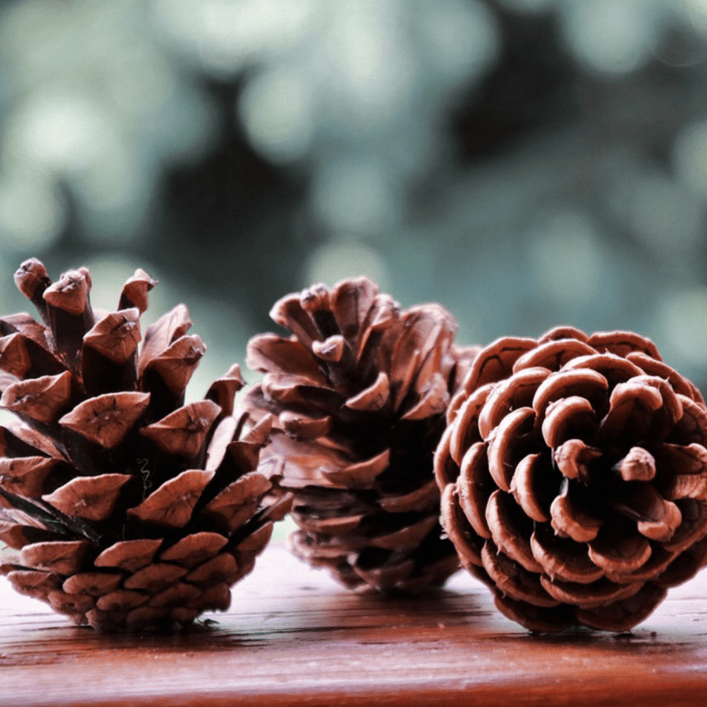 Natūralūs kankorėžiai kūrybai, stalo dekorui ir šventinėms kompozicijoms